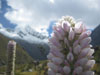 mounteverest.at: Alpinexpedition Cordillera Blanca > Bild: 24